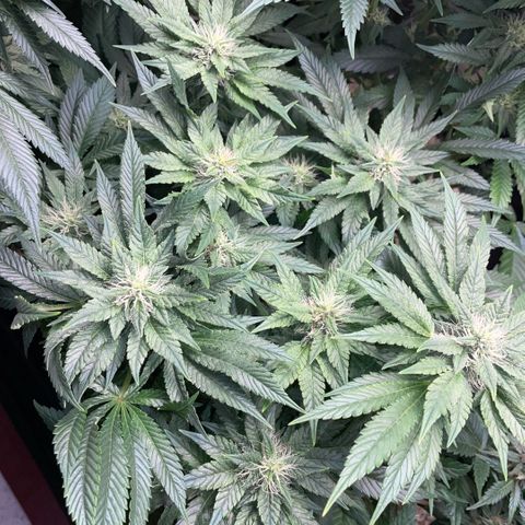 Big Bud by KilliczGe growlog timeline photo