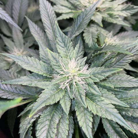 Big Bud by KilliczGe growlog timeline photo