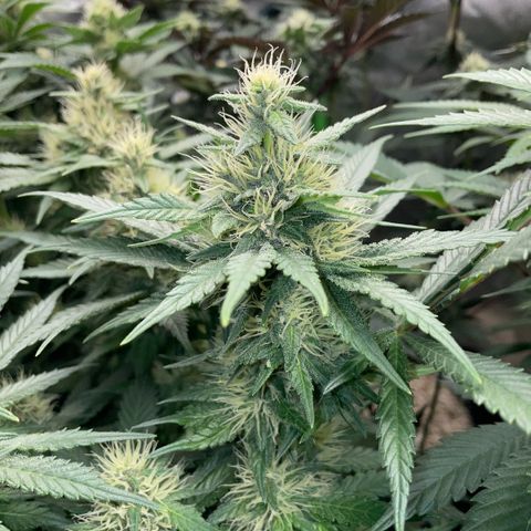 Permanent Marker by KilliczGe growlog timeline photo