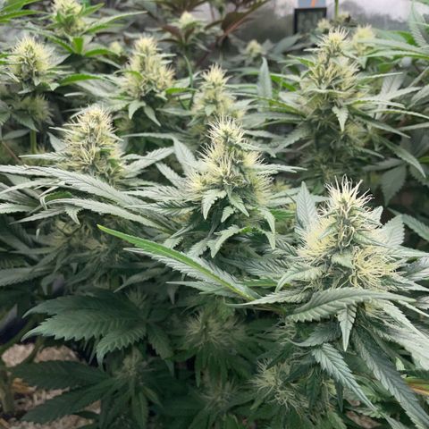 Permanent Marker by KilliczGe growlog timeline photo