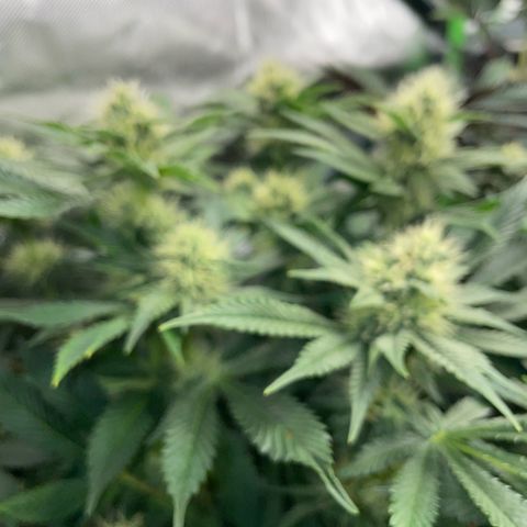 Purple Zkittlez #2 by KilliczGe growlog timeline photo