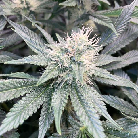 Purple Zkittlez #2 by KilliczGe growlog timeline photo