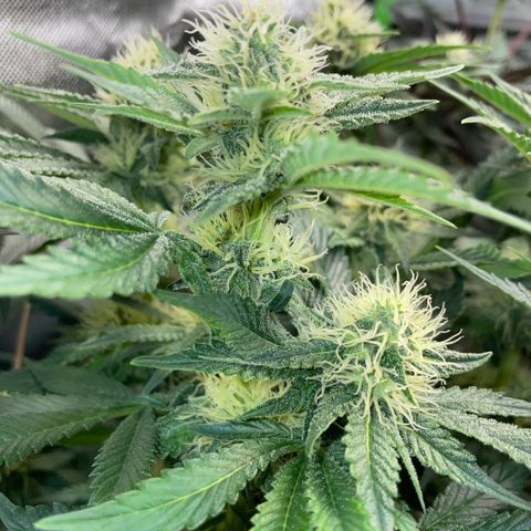 Purple Zkittlez #2 by KilliczGe growlog timeline photo