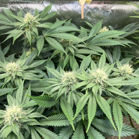 Purple Zkittlez #1 by KilliczGe growlog timeline photo