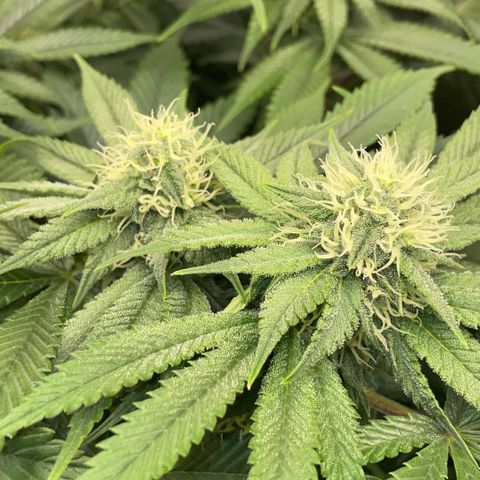 Purple Zkittlez #1 by KilliczGe growlog timeline photo