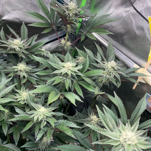 Cereal Milk #3 by KilliczGe growlog timeline photo