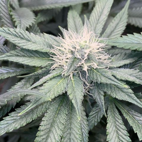 Purple Zkittlez #1 by KilliczGe growlog timeline photo