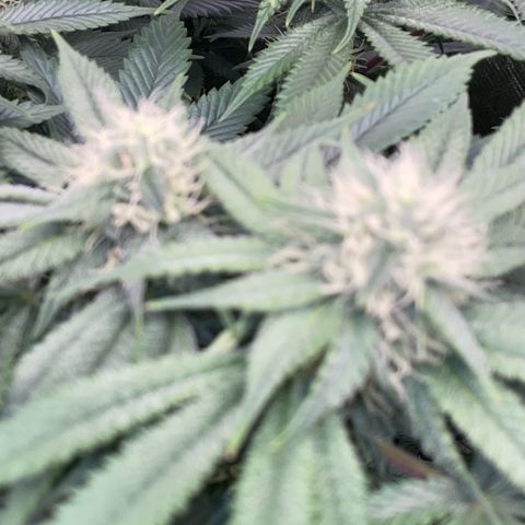 Purple Zkittlez #1 by KilliczGe growlog timeline photo