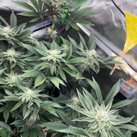 Cereal Milk #3 by KilliczGe growlog timeline photo