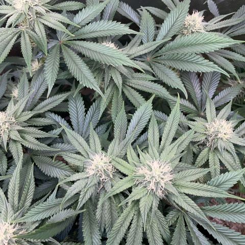 Purple Zkittlez #1 by KilliczGe growlog timeline photo