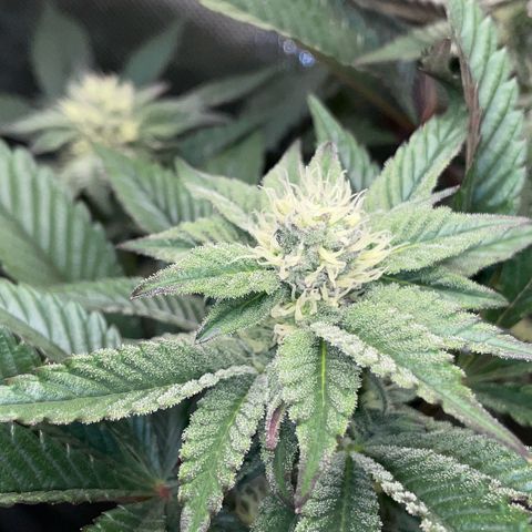 Cereal Milk #3 by KilliczGe growlog timeline photo