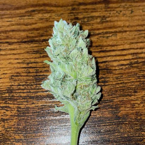 White Widow Automatic by KilliczGe growlog timeline photo