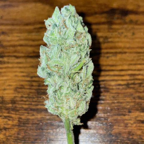 White Widow Automatic by KilliczGe growlog timeline photo