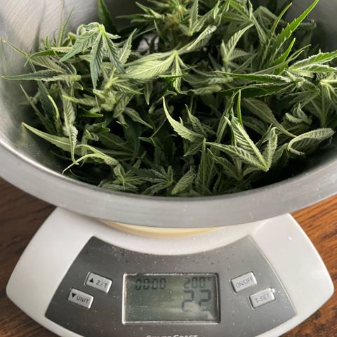 White Widow Automatic by KilliczGe growlog timeline photo