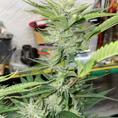 White Widow Automatic by KilliczGe growlog timeline photo