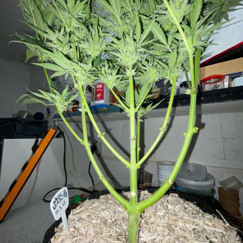 White Widow Automatic by KilliczGe growlog timeline photo