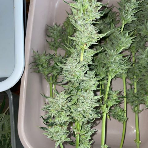 White Widow Automatic by KilliczGe growlog timeline photo