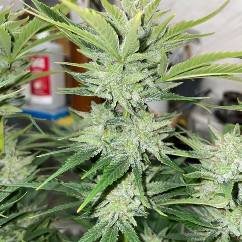 White Widow Automatic by KilliczGe growlog timeline photo
