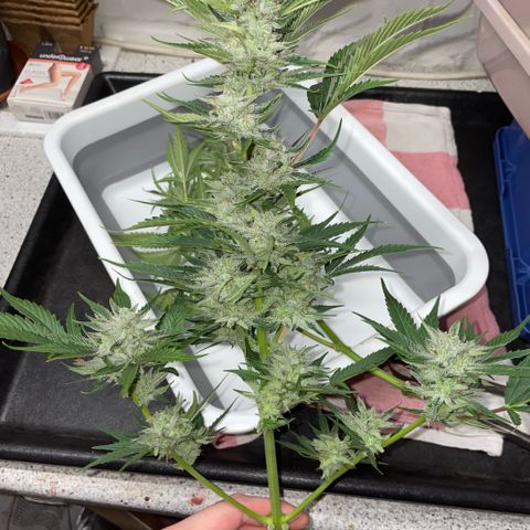 White Widow Automatic by KilliczGe growlog timeline photo