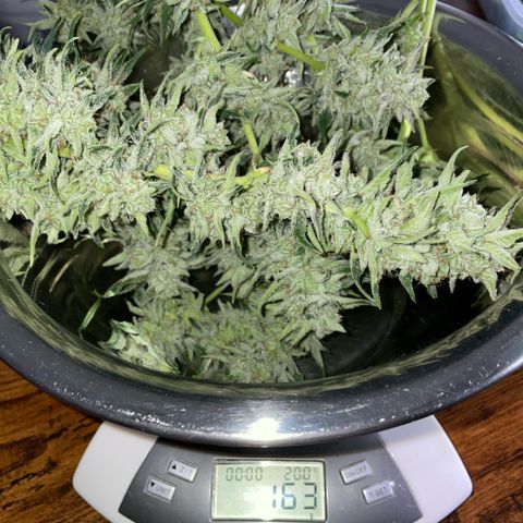 White Widow Automatic by KilliczGe growlog timeline photo