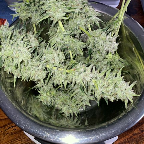 White Widow Automatic by KilliczGe growlog timeline photo