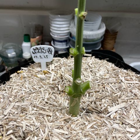 White Widow Automatic by KilliczGe growlog timeline photo