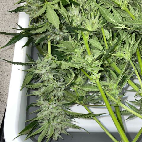 White Widow Automatic by KilliczGe growlog timeline photo