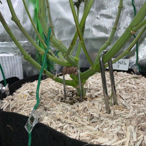 Cereal Milk #3 by KilliczGe growlog timeline photo