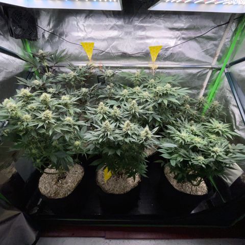 Purple Punch Automatic by KilliczGe growlog timeline photo