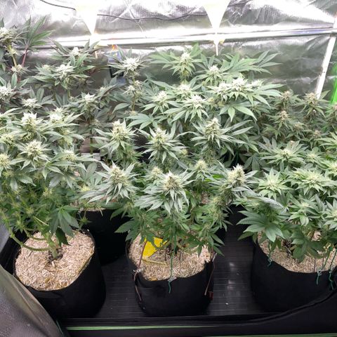 Purple Punch Automatic by KilliczGe growlog timeline photo