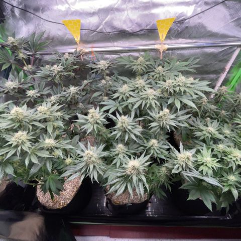 Purple Punch Automatic by KilliczGe growlog timeline photo