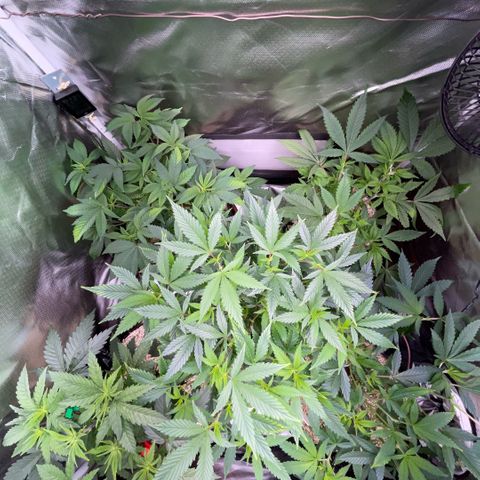 Dante’s Inferno - Mile High Dave by KilliczGe growlog timeline photo