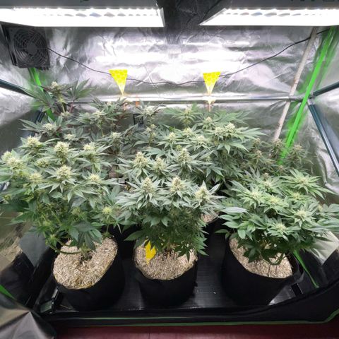 Purple Punch Automatic by KilliczGe growlog timeline photo