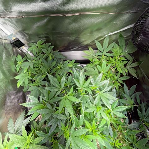 Dante’s Inferno - Mile High Dave by KilliczGe growlog timeline photo