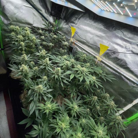 Purple Punch Automatic by KilliczGe growlog timeline photo