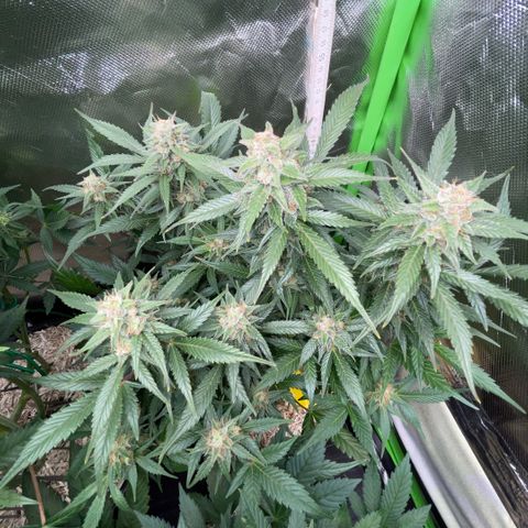 Purple Punch Automatic by KilliczGe growlog timeline photo