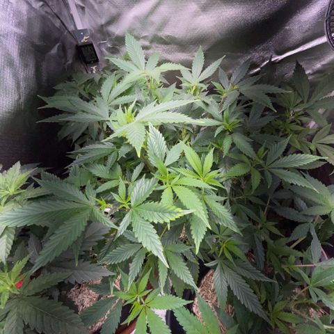 Tangerine Dream Clon #1 by KilliczGe growlog timeline photo