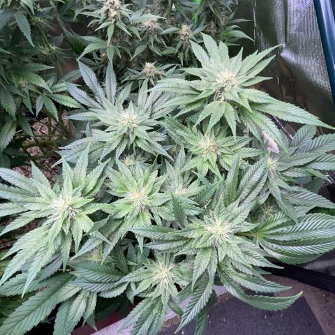 Big Bud by KilliczGe growlog timeline photo
