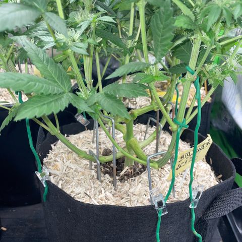 Big Bud by KilliczGe growlog timeline photo