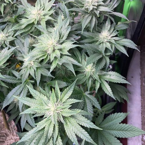 Big Bud by KilliczGe growlog timeline photo