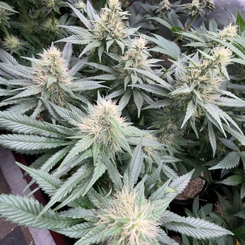 Permanent Marker by KilliczGe growlog timeline photo