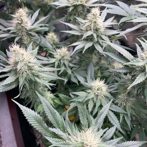 Permanent Marker by KilliczGe growlog timeline photo