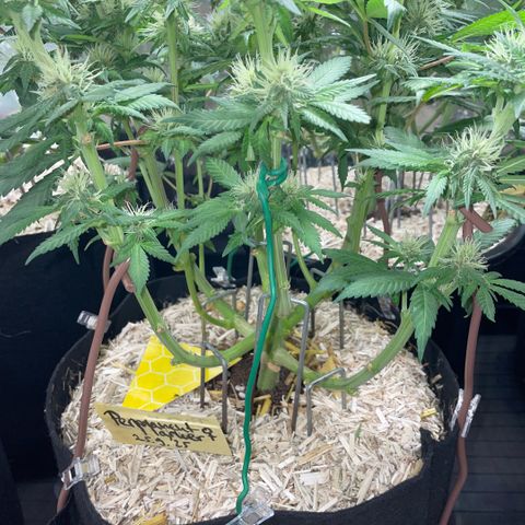 Permanent Marker by KilliczGe growlog timeline photo