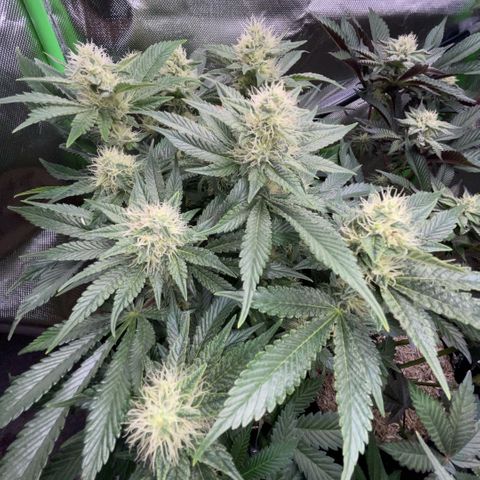 Purple Zkittlez #2 by KilliczGe growlog timeline photo