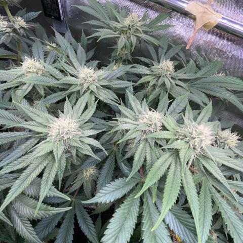 Purple Zkittlez #1 by KilliczGe growlog timeline photo