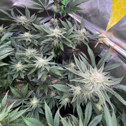 Cereal Milk #3 by KilliczGe growlog timeline photo