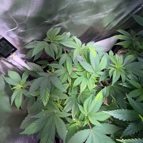 Big Bud 1 Klon 1 by KilliczGe growlog timeline photo