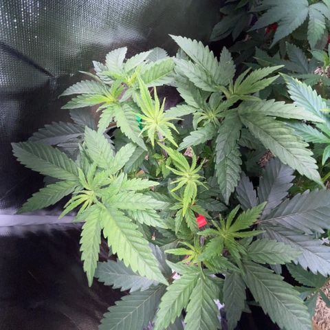 Dante’s Inferno - Mile High Dave by KilliczGe growlog timeline photo