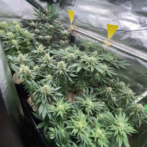 Purple Punch Automatic by KilliczGe growlog timeline photo