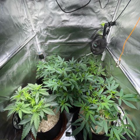 Dante’s Inferno - Mile High Dave by KilliczGe growlog timeline photo